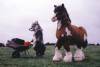 Boyd Webb: Horse & Dog